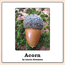 Acorn